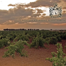 Bodegas y Viñedos Pedro García